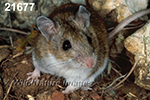 Peromyscus-leucopus tornillo